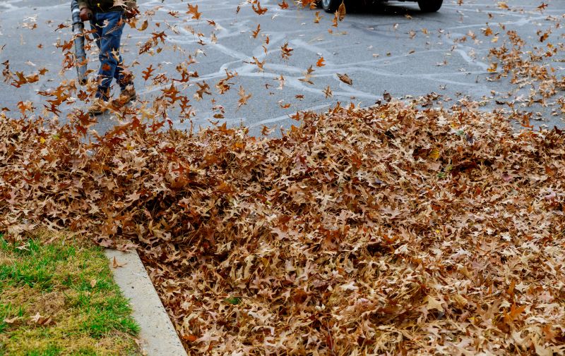 Expert Leaf Removal