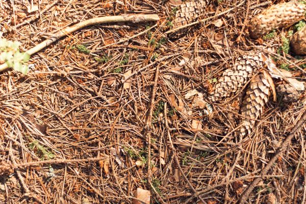 Cost of Pine Needles Removal in Bryan