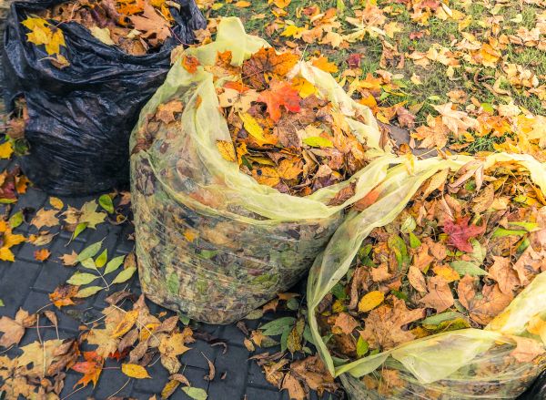 Yard Cleanup Service in Bryan