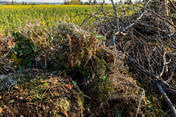 Brush Disposal in Bryan