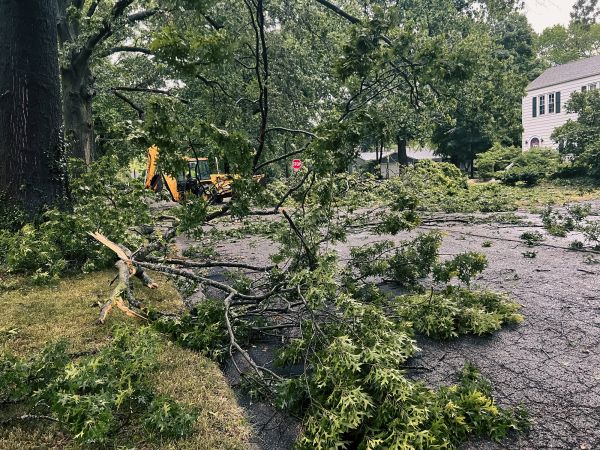 Tree Branch Disposal in Bryan