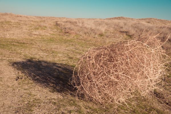 Tumbleweed Removal in Bryan
