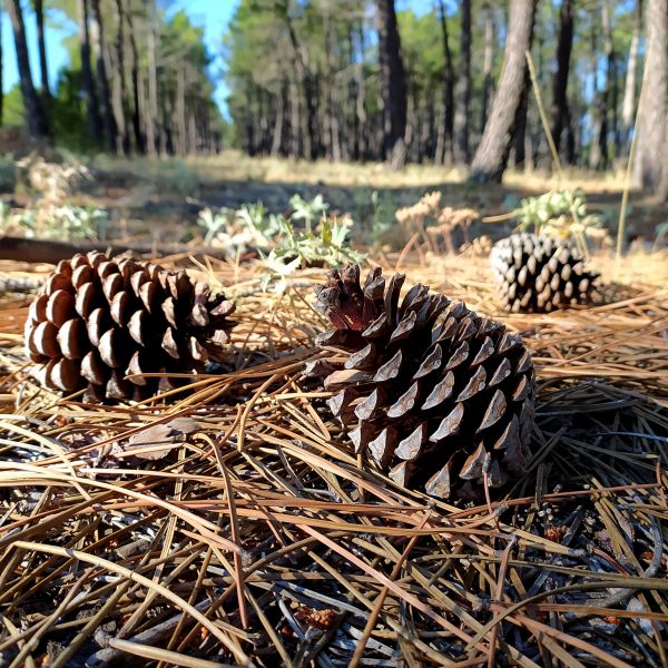 Cost of Pine Cone Removal in Bryan