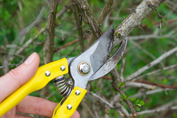 Limbs Removal in Bryan