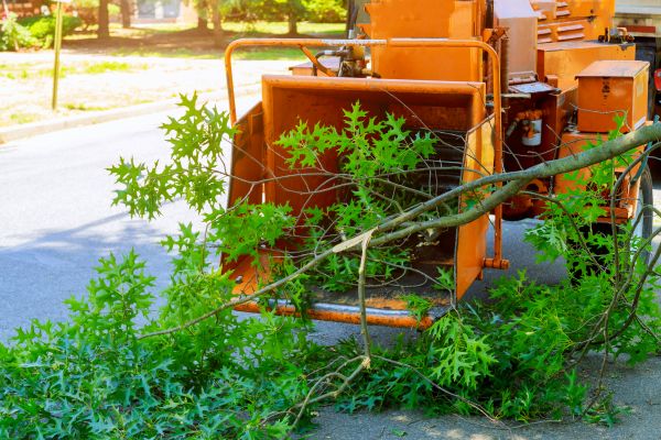 Tree Branches Removal in Bryan