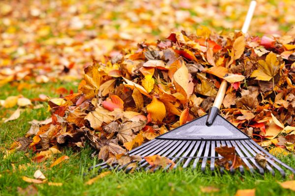 Yard Leaf Removal in Bryan