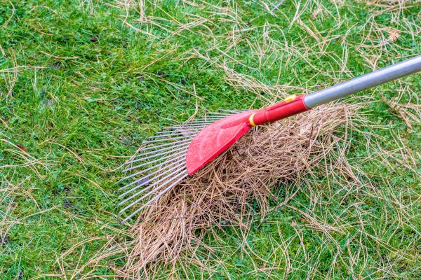 Yard Raking in Bryan