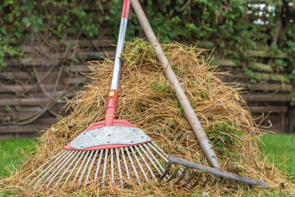 Cost of Pine Straw Clearing in Bryan