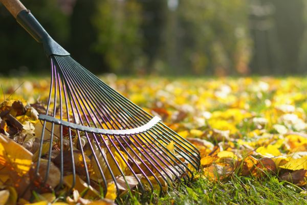 Leaf Removal in Bryan
