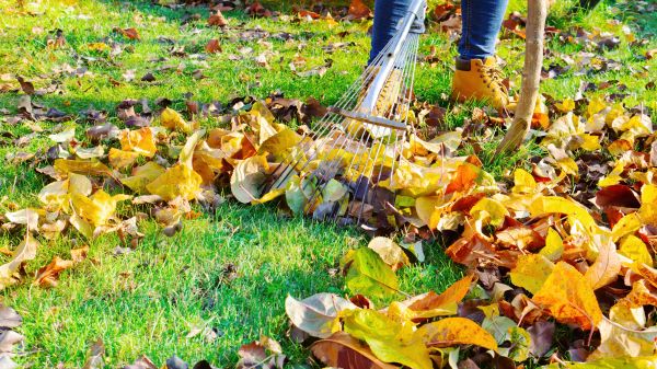 Lawn Cleanup Service in Bryan