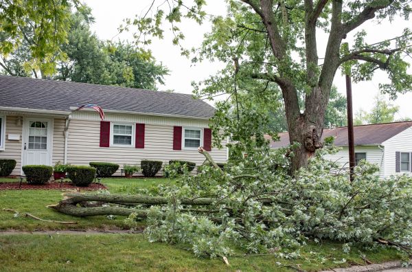 Fallen Branch Removal in Bryan