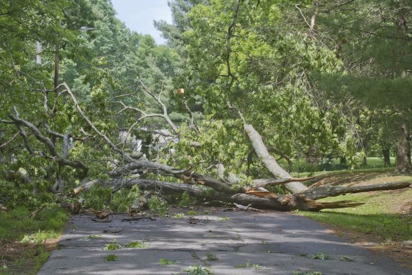 Tree Debris Removal in Bryan